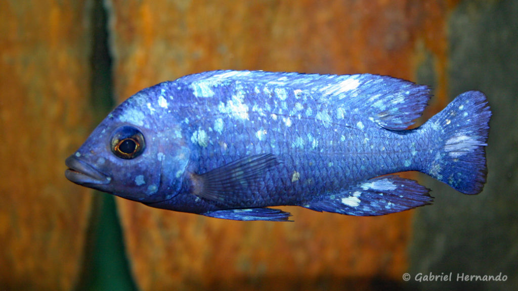 Placidochromis sp. "Phenochilus Tanzania" (chez moi, août 2004)