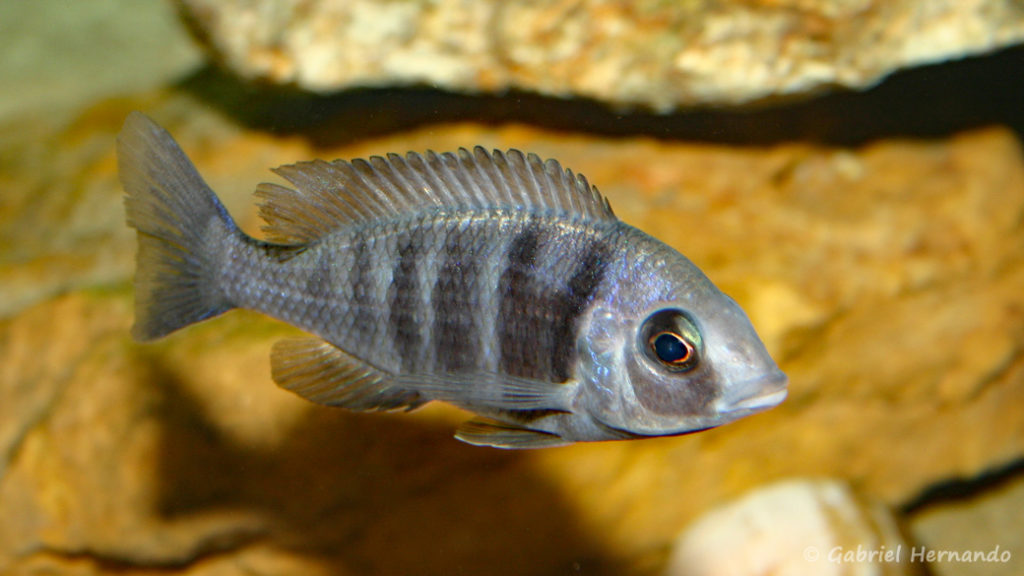 Placidochromis sp. "Phenochilus Tanzania" (chez moi, août 2004)