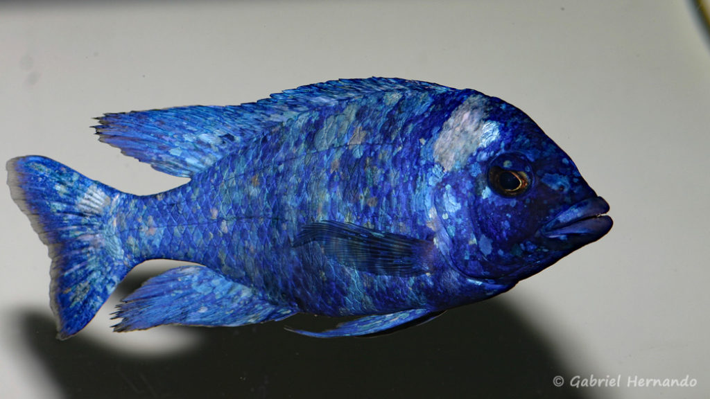 Placidochromis sp. "Phenochilus Tanzania" (chez moi, décembre 2007)