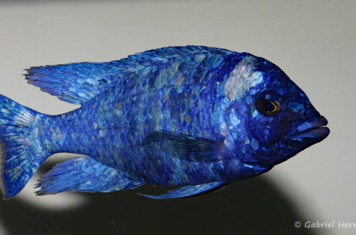 Placidochromis sp. "Phenochilus Tanzania" (chez moi, décembre 2007)