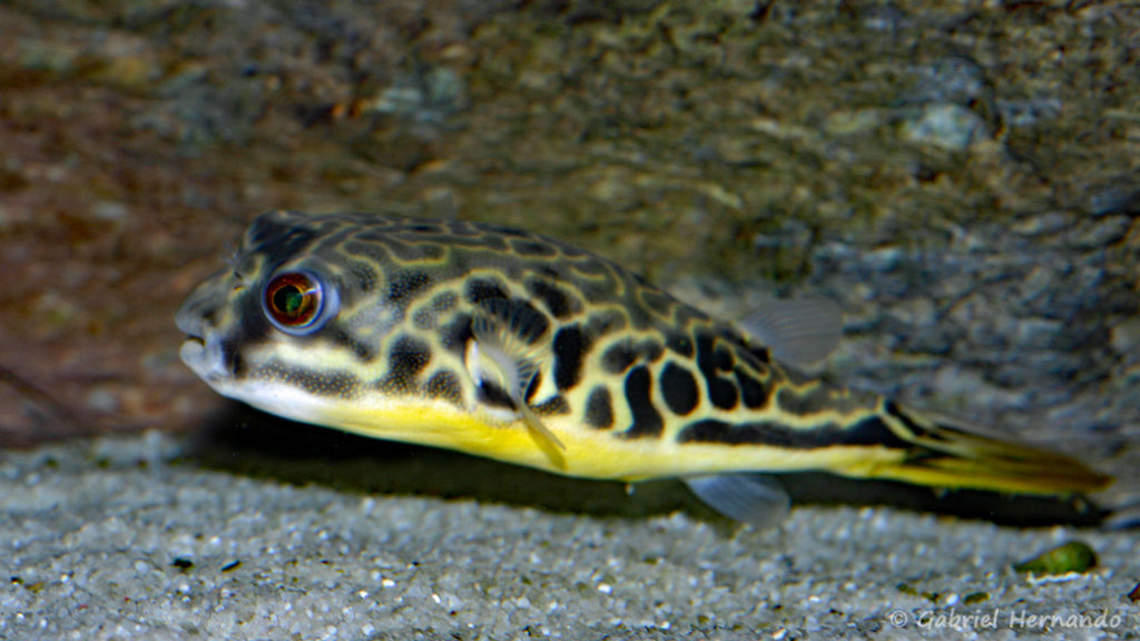 Tetraodon mbu (chez Gilles Garrier, janvier 2008)