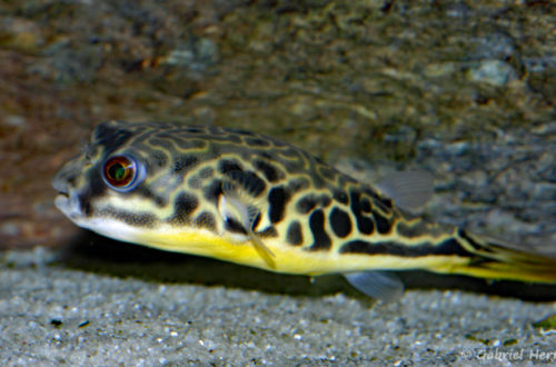 Tetraodon mbu (chez Gilles Garrier, janvier 2008)