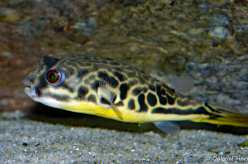 Tetraodon mbu (chez Gilles Garrier, janvier 2008)