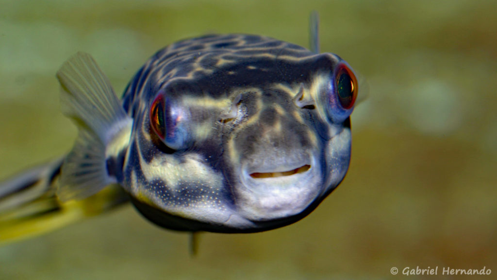 Tetraodon mbu (chez Gilles Garrier, janvier 2008)