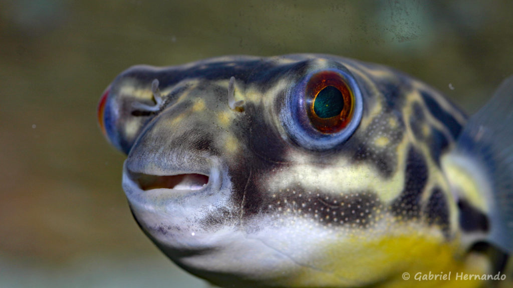 Tetraodon mbu (chez Gilles Garrier, janvier 2008)