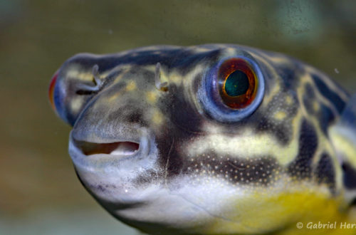 Tetraodon mbu (chez Gilles Garrier, janvier 2008)