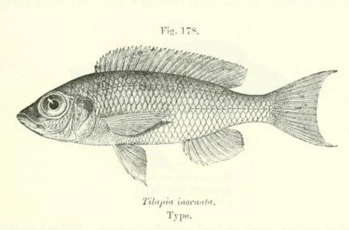 Tilapia inornata, gravure tirée de Boulenger, G.A. 1915, page 263