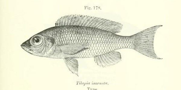 Tilapia inornata, gravure tirée de Boulenger, G.A. 1915, page 263