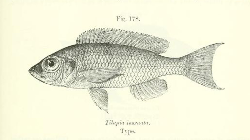 Tilapia inornata, gravure tirée de Boulenger, G.A. 1915, page 263