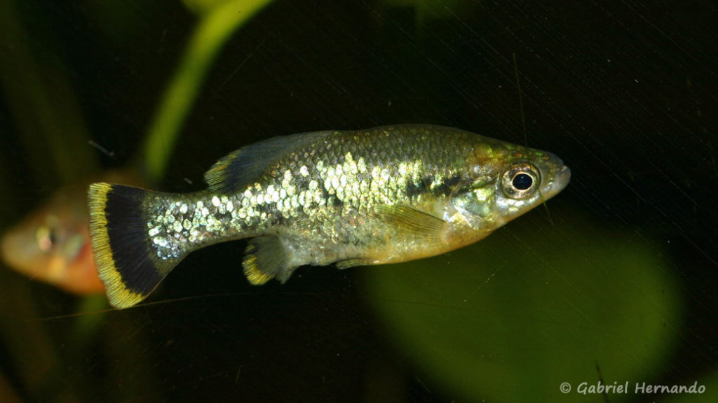 Ameca splendens (Association Aquariophile de Rouen, mars 2008)