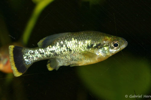 Ameca splendens (Association Aquariophile de Rouen, mars 2008)