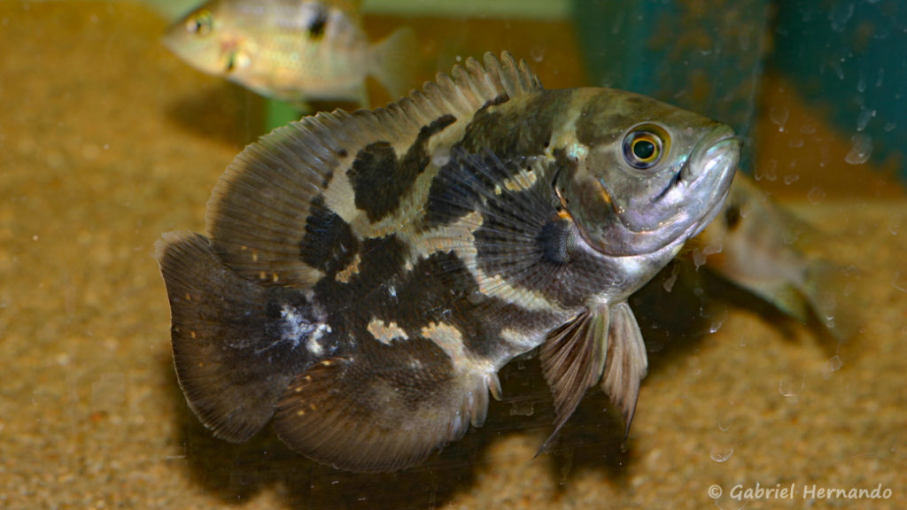 Astronotus zebra, jeune du rio Téfé (chez Amandine Garrier, mars 2008)