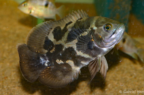 Astronotus zebra, jeune du rio Téfé (chez Amandine Garrier, mars 2008)