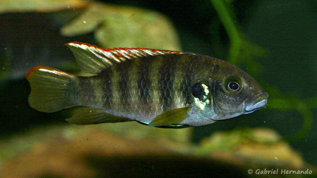 Benitochromis sp. "Eseka" (Club aquariophile de Vernon, avril 2008)