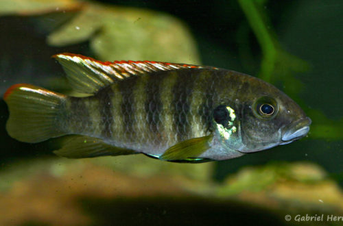 Benitochromis sp. "Eseka" (Club aquariophile de Vernon, avril 2008)