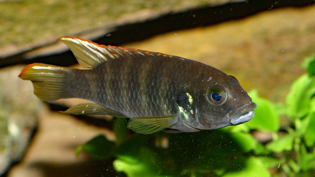 Benitochromis sp. "Eseka" (Club aquariophile de Vernon, avril 2008)