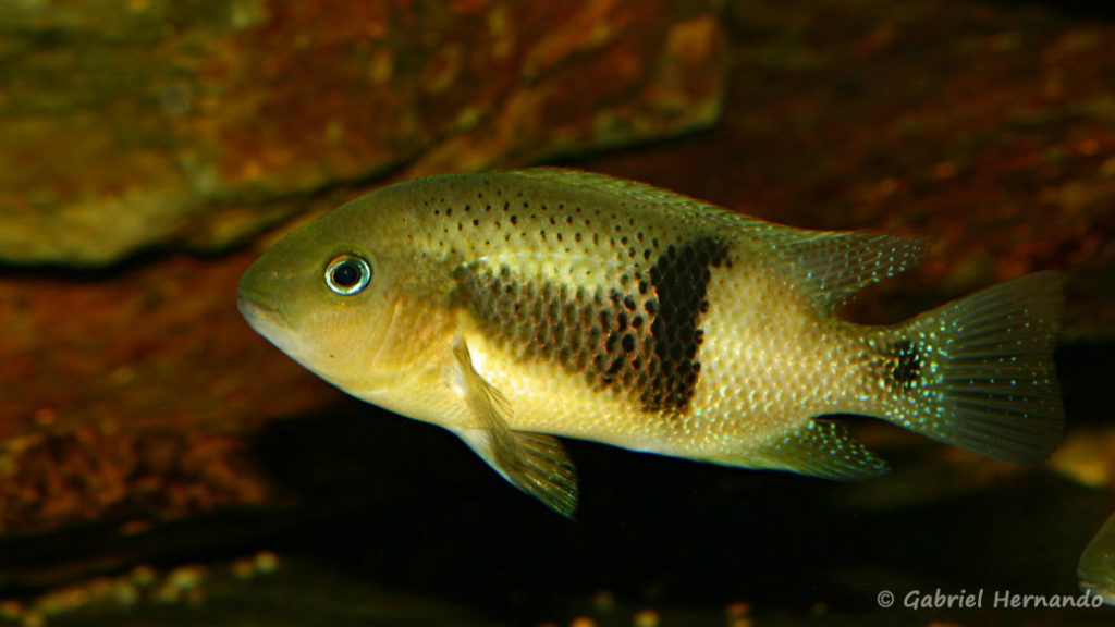 Chuco intermedium, variété du Rio Bascan (Club aquariophile de Vernon, avril 2008)