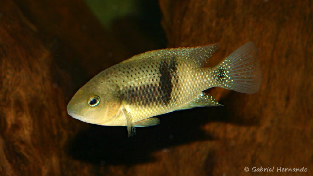 Chuco intermedium, variété du Rio Bascan (Club aquariophile de Vernon, avril 2008)