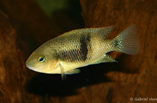 Chuco intermedium, variété du Rio Bascan (Club aquariophile de Vernon, avril 2008)