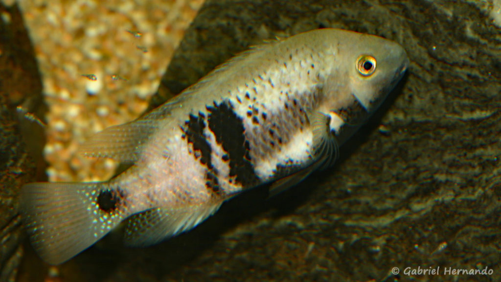 Chuco intermedium, variété du Rio Bascan avec alevins (Club aquariophile de Vernon, octobre 2008)