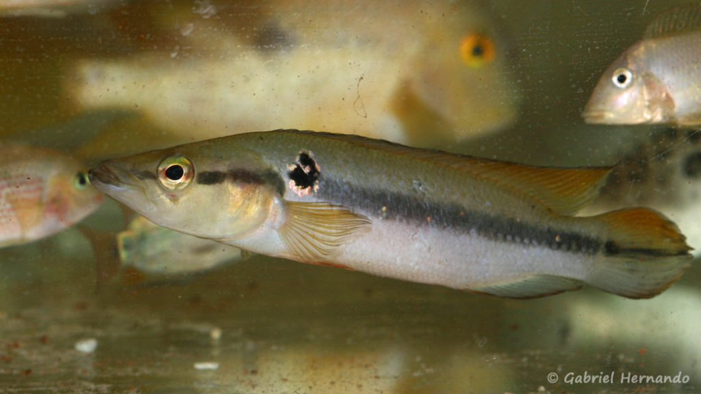 Crenicichla saxatilis (Arlon, mai 2008)