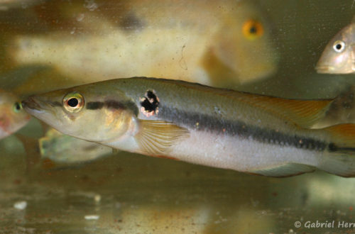 Crenicichla saxatilis (Arlon, mai 2008)