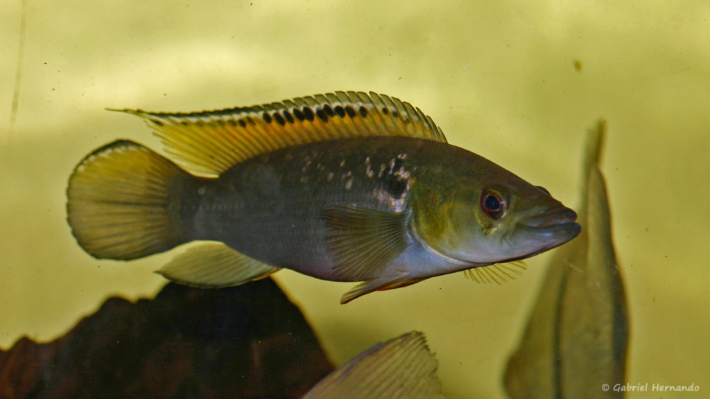 Crenicichla saxatilis, variété de Guyana (Hobby Zoo, Duisbourg, mars 2009)