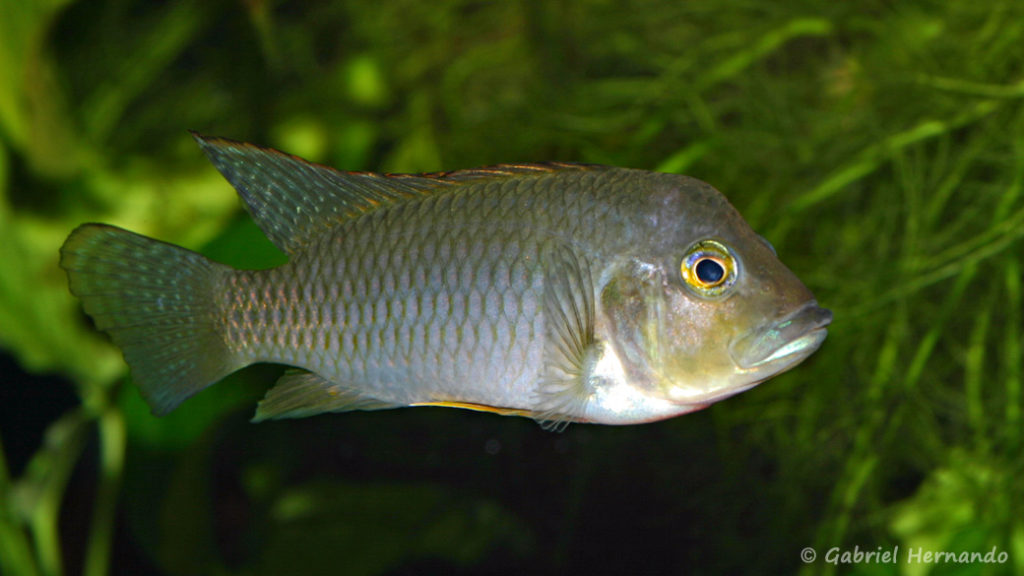 Ctenochromis polli (Club Aquariophile de Vernon, avril 2008)