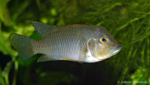 Ctenochromis polli (Club Aquariophile de Vernon, avril 2008)