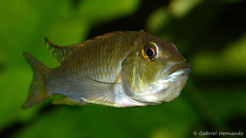 Ctenochromis polli, femelle en incubation (Club Aquariophile de Vernon, avril 2008)