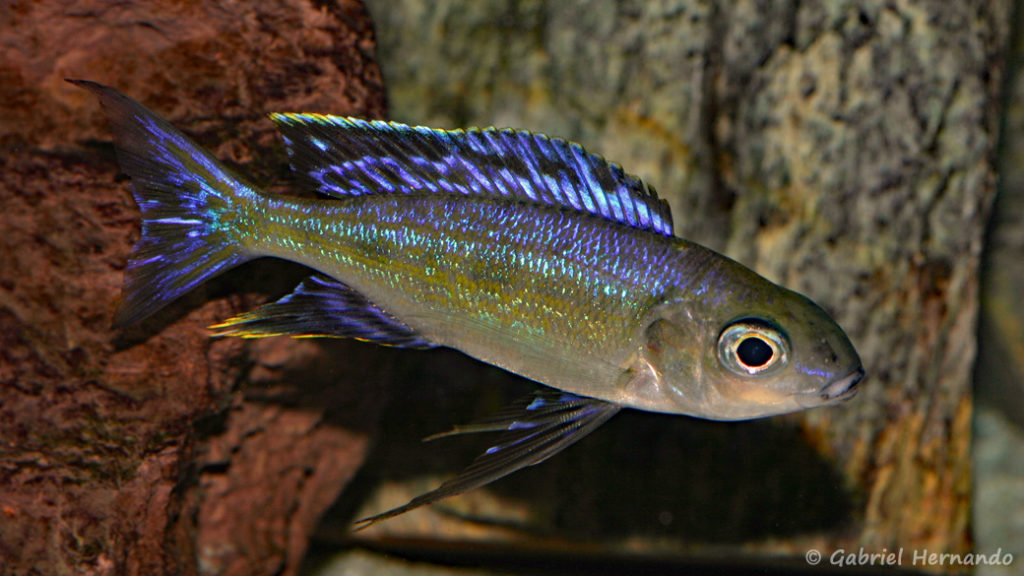 Cyathopharynx foae, variété de Magara (Chez Gilles Garrier, janvier 2008)