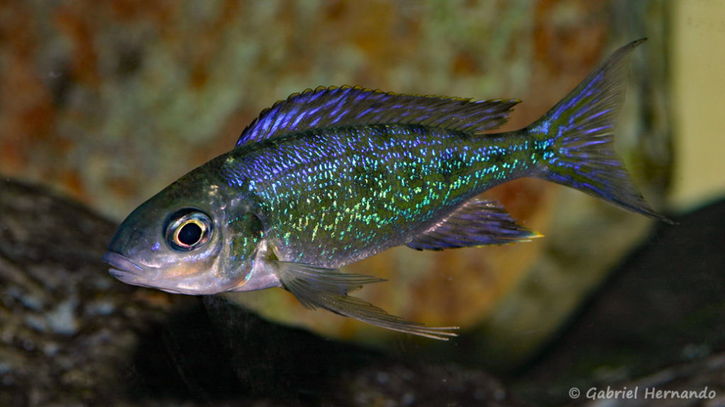 Cyathopharynx foae, variété de Magara (Chez Gilles Garrier, janvier 2008)