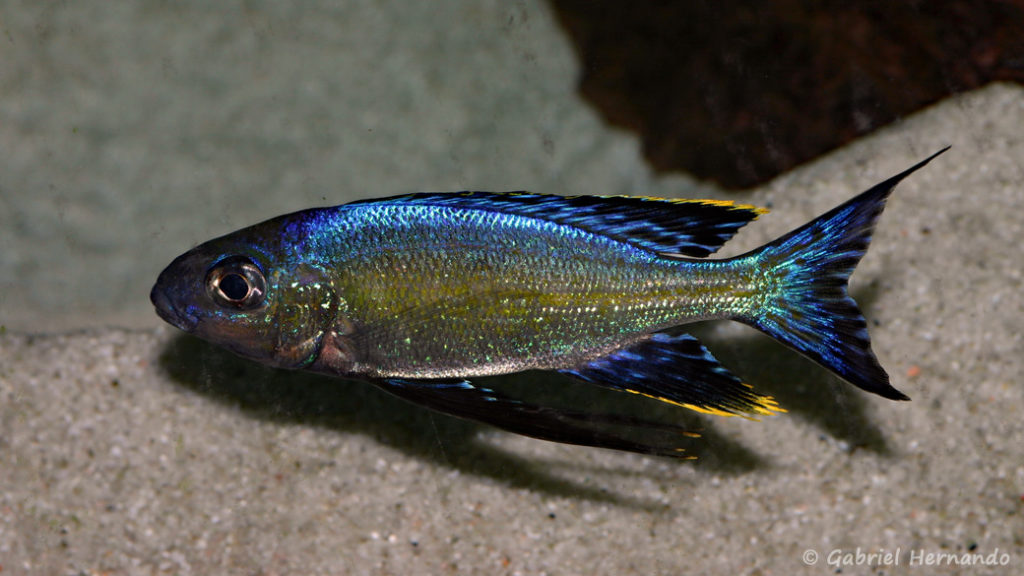 Cyathopharynx foae, variété de Magara (Chez Gilles Garrier, mars 2008)