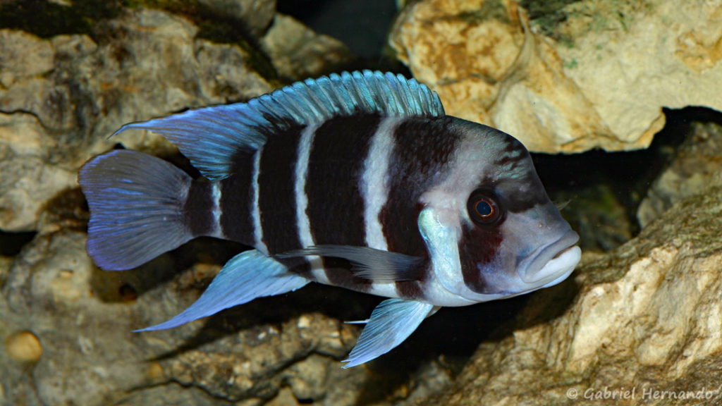 Cyphotilapia gibberosa du Zaire (Club aquariophile de Vernon, février 2008)