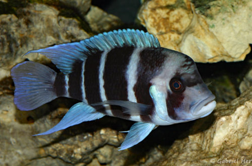 Cyphotilapia gibberosa du Zaire (Club aquariophile de Vernon, février 2008)