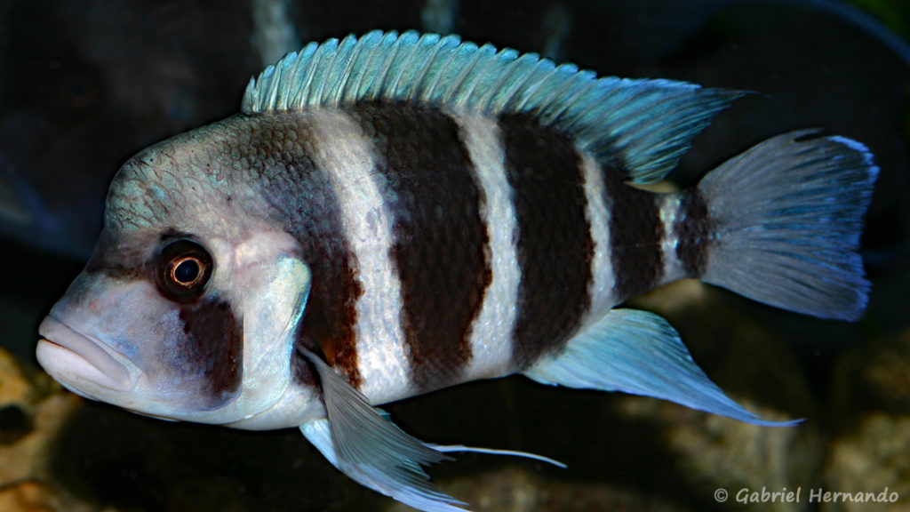 Cyphotilapia gibberosa du Zaire (Club aquariophile de Vernon, février 2008)