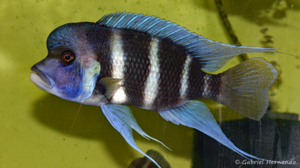 Cyphotilapia gibberosa, variété de Mpimbwe (Aquabeek, mars 2009)