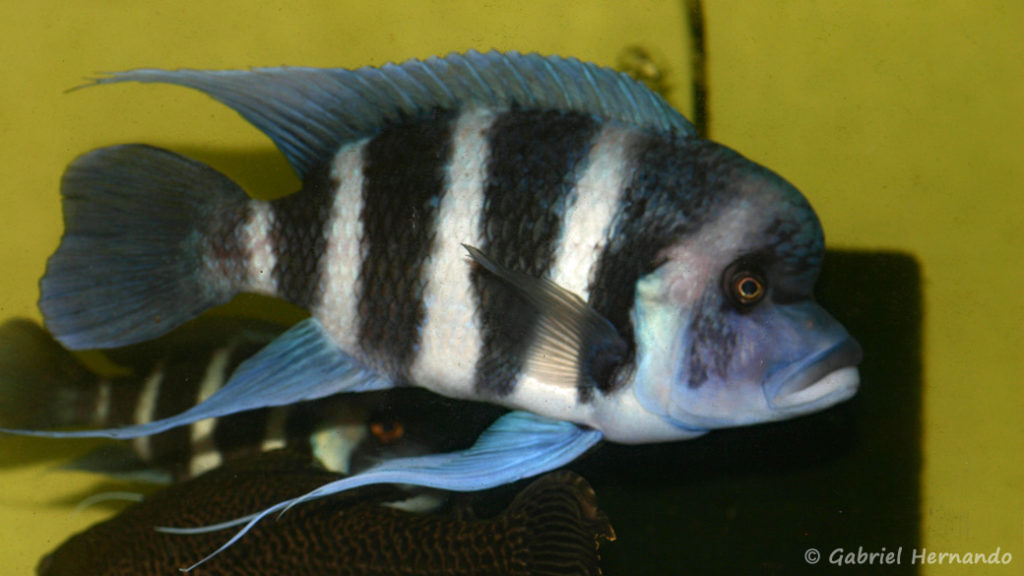 Cyphotilapia gibberosa, variété de Kapampa (Aquabeek, mars 2009)