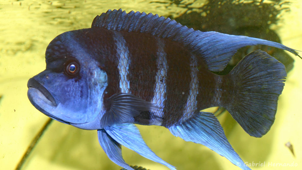 Cyphotilapia gibberosa, variété de Moba (Aquabeek, mars 2009)
