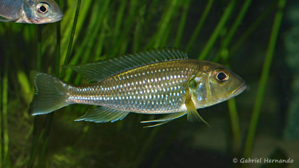 Limnochromis abeelei (Abysse, mars 2010)