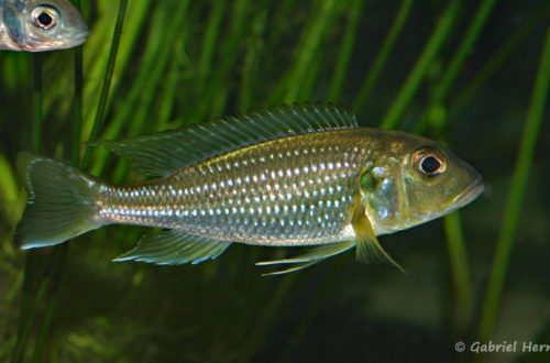 Limnochromis abeelei (Abysse, mars 2010)