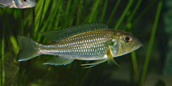 Limnochromis abeelei (Abysse, mars 2010)