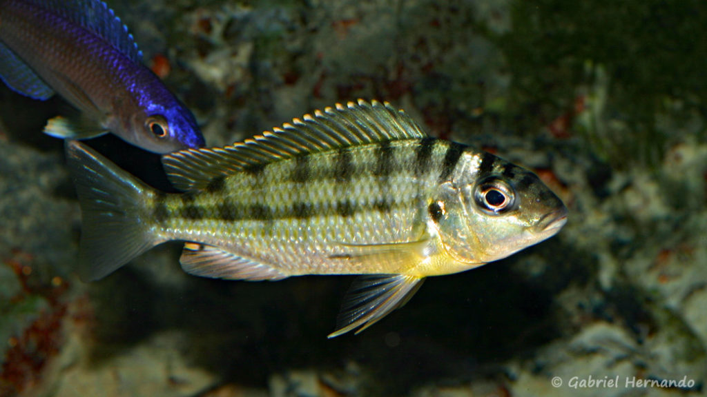 Limnotilapia dardenni (Club Aquariophile de Rouen, mars 2008)