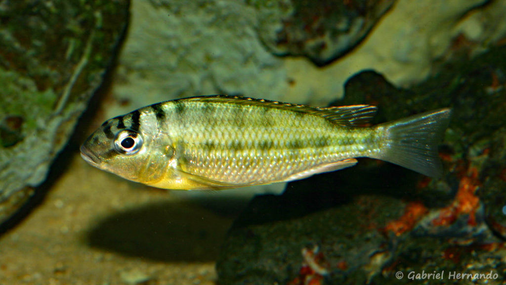 Limnotilapia dardenni (Club Aquariophile de Rouen, mars 2008)