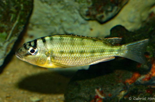 Limnotilapia dardenni (Club Aquariophile de Rouen, mars 2008)