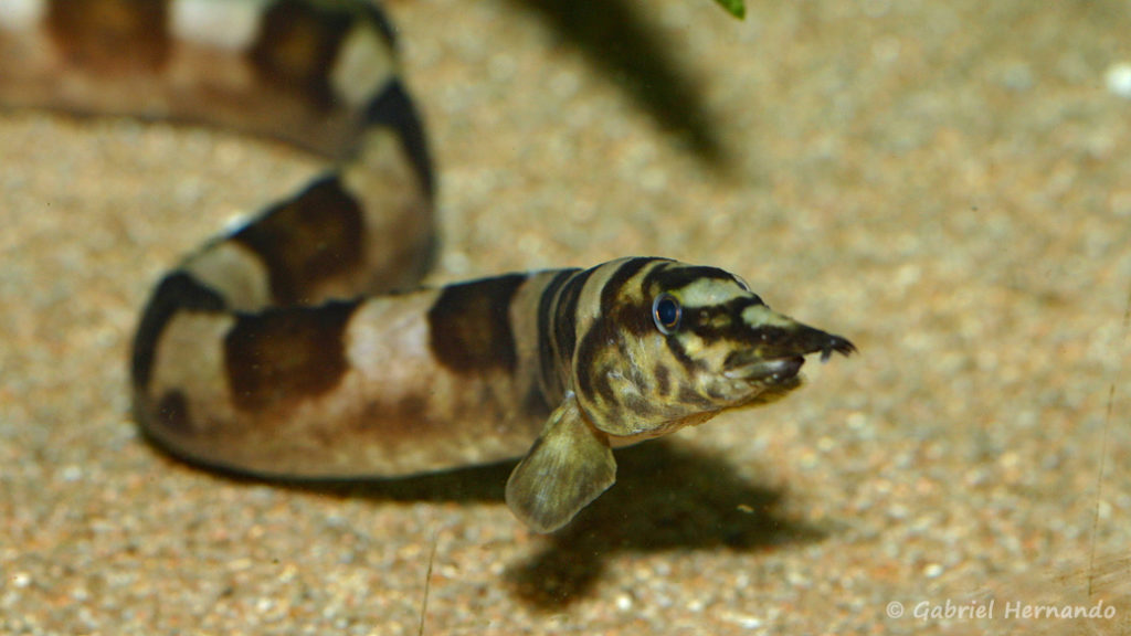 Mastacembelus ellipsifer (Club aquariophile de Vernon, septembre 2008)