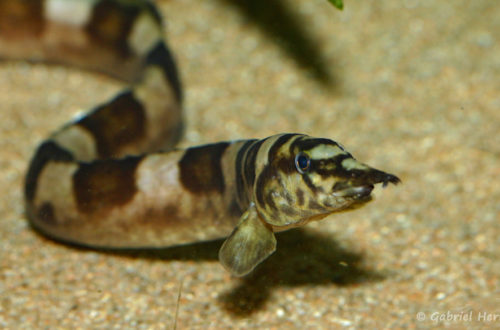 Mastacembelus ellipsifer (Club aquariophile de Vernon, septembre 2008)