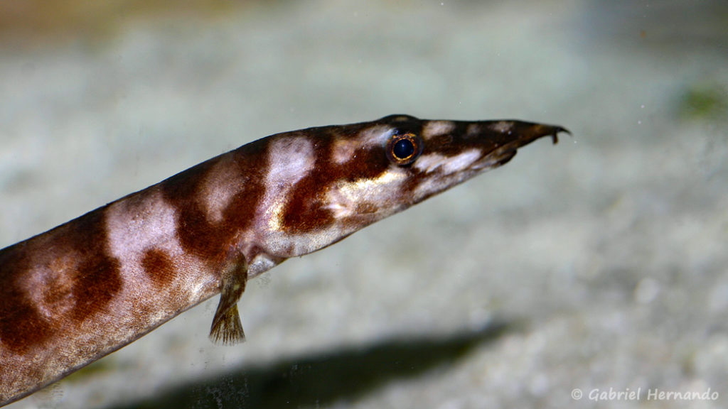 Mastacembelus ellipsifer (chez G. Garrier, janvier 2008)