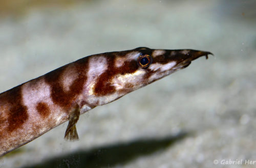 Mastacembelus ellipsifer (chez G. Garrier, janvier 2008)