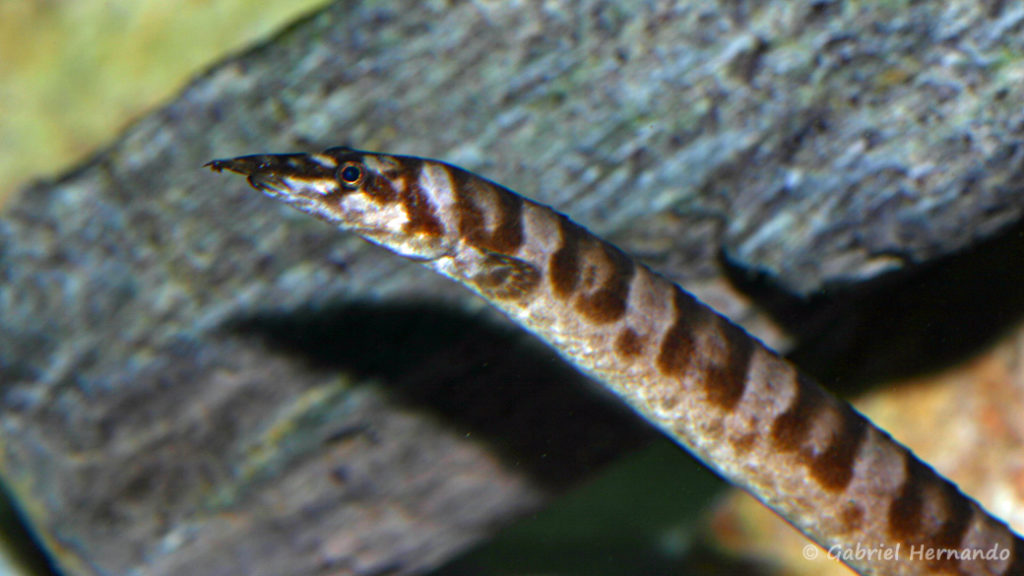 Mastacembelus ellipsifer (chez G. Garrier, janvier 2008)